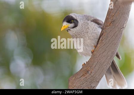 Lauter Bergmann (Manorina melanocephala), der auf einem Ast thront. Stockfoto