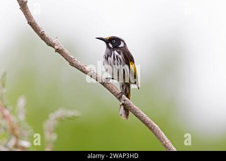 New Holland Honeyeater (Phylidonyris novaehollandiae), der auf einem Ast thront Stockfoto