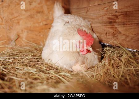 Rote Legehennen, die Eier in einem Strohnest schlüpfen, in einem hölzernen Hühnerstall, Freilandhaltung Stockfoto