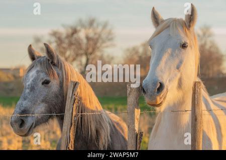 Weißes Pferd der Camargue in Südfrankreich. Pferde, die in Freiheit inmitten der Camargue-Stiere in den Teichen der Camargue gezüchtet wurden. Trainiert, um geritten zu werden Stockfoto