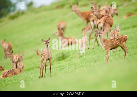 Rotwild (Cervus elaphus), die auf einer Wiese in den Bergen in tirol stehen, Herde, Kitzbühel, Wildpark Aurach, Österreich, Europa Stockfoto