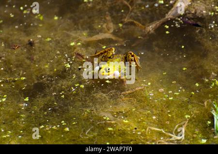 Gelb-grüner Frosch (Pelophylax kl. Esculentus) Schwimmen in einem grünen Frosch, Wasserfrosch, grüner Frosch (Rana kl. Esculenta) mit aufgeblähten Klangblasen, in wa Stockfoto