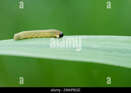 Iris-Sägefliegenlarve (Rhadinoceraea micans) Stockfoto