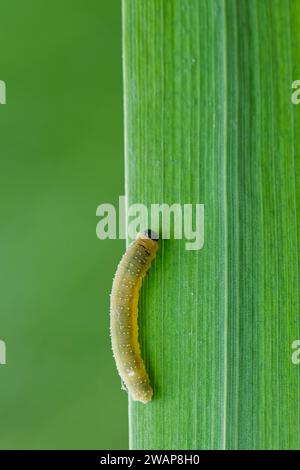 Iris-Sägefliegenlarve (Rhadinoceraea micans) Stockfoto