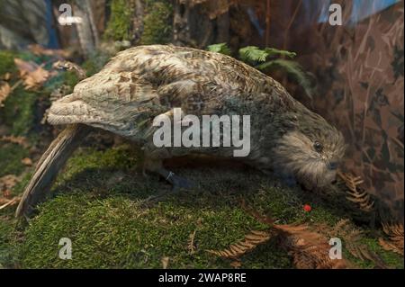 Eulenpapagei oder Kakapo (Strigops habroptilus), Naturhistorisches Museum, eröffnet 1889, Wien, Österreich, Europa Stockfoto