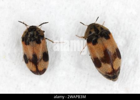 Attagenus bifasciatus, Teppichkäfer. Käfer und Larven ernähren sich von Lebensmitteln und Abfällen. Stecker und Buchse. Stockfoto