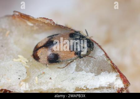 Attagenus bifasciatus, Teppichkäfer. Käfer und Larven ernähren sich von Lebensmitteln und Abfällen. Männlicher Käfer im Brot. Stockfoto