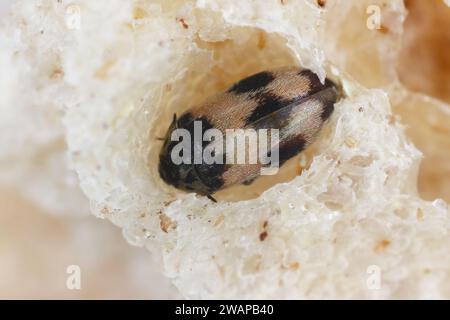 Attagenus bifasciatus, Teppichkäfer. Käfer und Larven ernähren sich von Lebensmitteln und Abfällen. Männlicher Käfer im Brot. Stockfoto