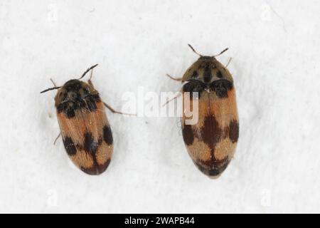 Attagenus bifasciatus, Teppichkäfer. Käfer und Larven ernähren sich von Lebensmitteln und Abfällen. Stecker und Buchse. Stockfoto