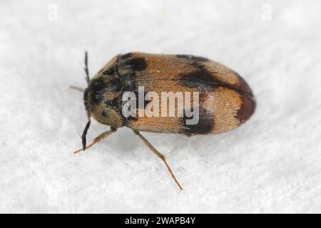 Attagenus bifasciatus, Teppichkäfer. Käfer und Larven ernähren sich von Lebensmitteln und Abfällen. Männlicher Käfer. Stockfoto