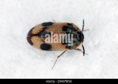 Attagenus bifasciatus, Teppichkäfer. Käfer und Larven ernähren sich von Lebensmitteln und Abfällen. Männlicher Käfer. Stockfoto