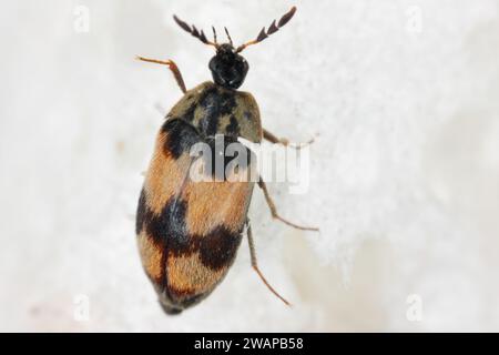 Attagenus bifasciatus, Teppichkäfer. Käfer und Larven ernähren sich von Lebensmitteln und Abfällen. Männlicher Käfer. Stockfoto