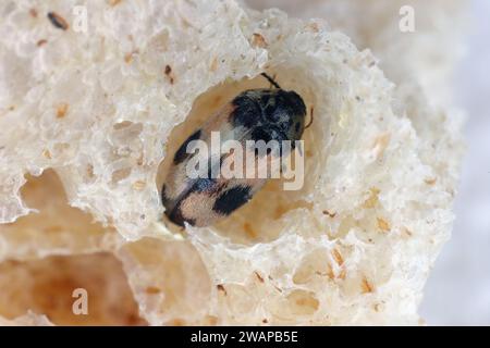 Attagenus bifasciatus, Teppichkäfer. Käfer und Larven ernähren sich von Lebensmitteln und Abfällen. Männlicher Käfer im Brot. Stockfoto