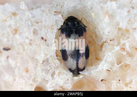 Attagenus bifasciatus, Teppichkäfer. Käfer und Larven ernähren sich von Lebensmitteln und Abfällen. Männlicher Käfer im Brot. Stockfoto