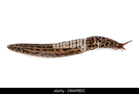 LiMax maximus vor weißem Hintergrund Stockfoto