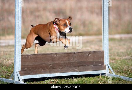 staffordshire Bullterrier springen eine Fance für Gehorsam Disziplin Stockfoto