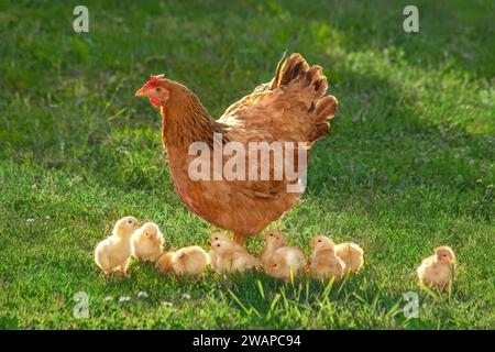 Freilandhuhn mit Küken in einem ländlichen Hof. Hühner und Hühner im Gras auf einem Bauernhof vor Sonnenfotos. Gallus gallus domesticus. Ökologischer Geflügelbetrieb. Stockfoto