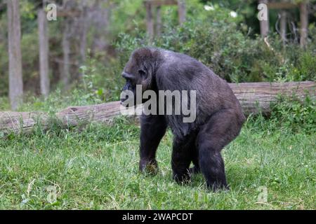 Großer weiblicher Gorilla, auch bekannt als Silberrücken, im Profil in der Vegetation Stockfoto