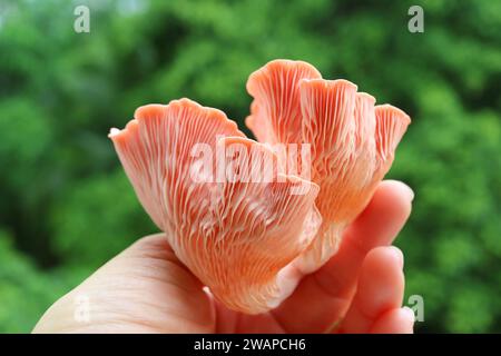 Nahaufnahme der Unterseite oder Kiemen von frisch geernteten wunderschönen Pink Oyster Pilzen Stockfoto