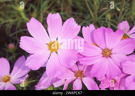 Ein Haufen wunderschöner mexikanischer Aster- oder Cosmos-Blumen blüht auf dem Feld Stockfoto