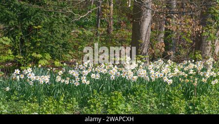 Frühlingsboten bzw. Narzissen am Waldrand in Rheinland Stockfoto