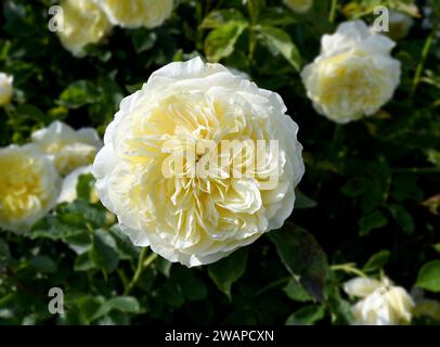 Weiße Pfingstrosenblüte Weiße Paeonia lactiflora ---Honig Gold---, Rheinland, Deutschland Stockfoto