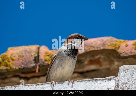 Haus Spatzen, Passer domesticus, auf einem Dach, Ebro Delta, Katalonien, Spanien Stockfoto