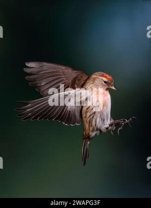 Gemeinsame Redpoll, Carduelis flammea, im Flug, Mid Wales, Großbritannien Stockfoto