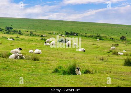 Herde von Schafen mit schwarzem Gesicht auf Bodmin Moor, Cornwall, Großbritannien. Konzentrieren Sie sich auf Schafe im Vordergrund. Stockfoto