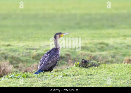 Aufmerksamer und wachsamer Kormorant in grünem Gras mit gefalteten Flügeln und verlängertem Hals und bereit für den Flug Stockfoto