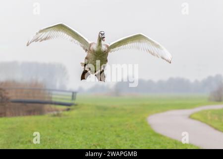 Entgegenkommende fliegende, stumme Schwan, Cygnus olor, bereitet sich auf die Landung in Richtung Fotograf mit ausgebreiteten Flügeln und ausgestreckt vor Stockfoto