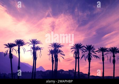 Eine Reihe tropischer Palmen vor einem dramatischen Sonnenuntergang. Verlaufsfarbe. Silhouette von hohen Palmen. Tropische abendliche Landschaft. Wunderschönes tropi Stockfoto