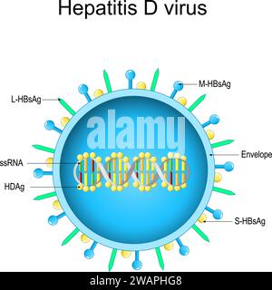 Zur Struktur des Hepatitis-D-Virus. Die Virion-Anatomie. Infektionskrankheit der Leber durch HDV. Virushepatitis. Vektordiagramm Stock Vektor