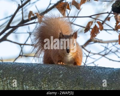 Eurasisches Rotes Eichhörnchen (Sciurus vulgaris) auf einem Baum, Perthshire, Schottland. Stockfoto