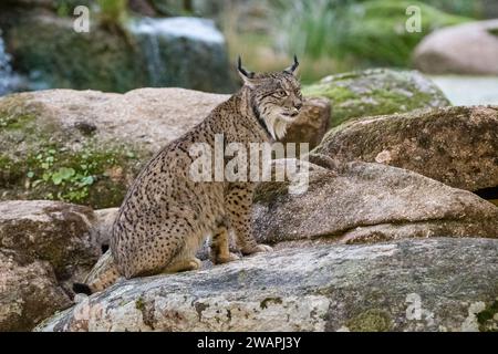 Iberischer Luchs, Lynx pardinus, auf einigen Felsen, Andújar, Jaén, Andalusien, Spanien Stockfoto