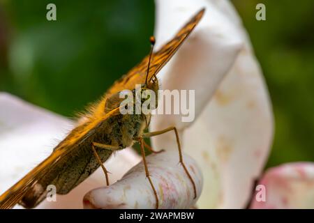 Nahaufnahme, Kopf auf, Porträt-Detail eines silbergewaschenen Fritillary Butterfly (Argynnis Paphia), der auf einer Rosenblüte ruht. Stockfoto