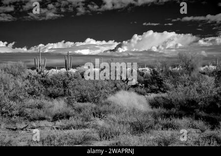 Infrarot-Schwarzweißbild Sonora-Wüste im Zentrum von Arizona, USA Stockfoto