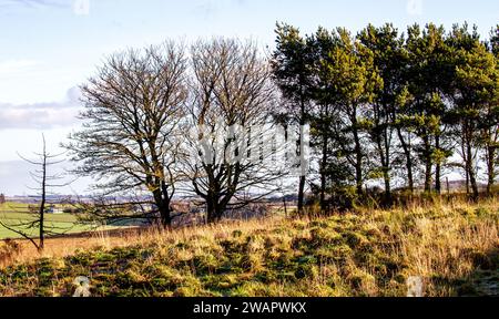 Dundee, Tayside, Schottland, Großbritannien. Januar 2024. Wetter in Großbritannien: Die wunderschöne Wintersonne mit Morgenfrost bietet einen fantastischen Blick auf die Sidlaw Hills und das Strathmore Valley im ländlichen Dundee, Schottland. Quelle: Dundee Photographics/Alamy Live News Stockfoto