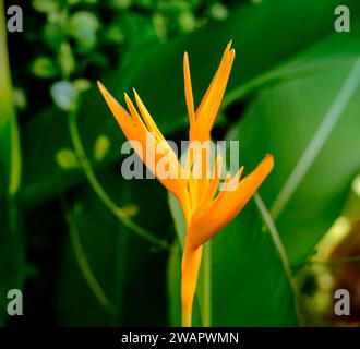 Orangefarbene tropische Laubblume über unscharfem Naturhintergrund Stockfoto