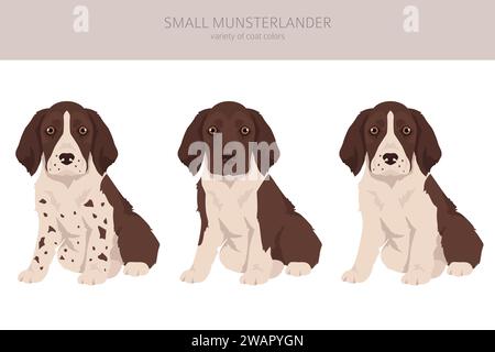 Kleine Münsterlander Welpen haben Farben, verschiedene Posen Clipart. Vektorabbildung Stock Vektor