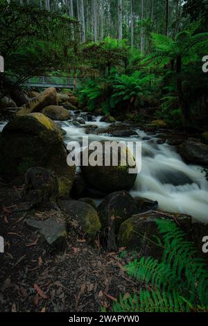 Die vertikale eines Flusses, der durch einen grünen Wald in Australien fließt Stockfoto
