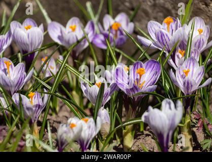 Wunderschöne lila Krokusse, Blumen im frühen Frühling. Natürlicher Hintergrund mit Blumenmuster Stockfoto