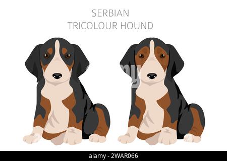 Serbische Tricolor Hound Welpen Clipart. Alle Lackfarben festgelegt. Infografik zu den Merkmalen aller Hunderassen. Vektorabbildung Stock Vektor