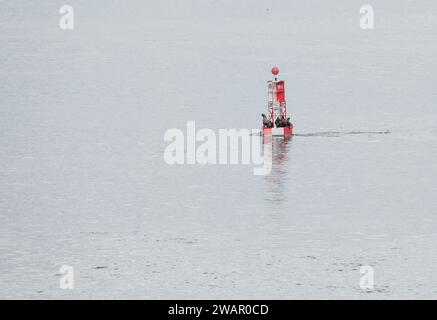 Steller Seeblöwen ruhen auf einer isolierten Shipping Light Boje in Alaska, USA Stockfoto