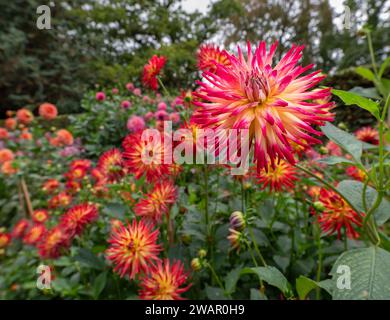 Rote und gelbe Kaktusdahlienblüten in Blüte Stockfoto