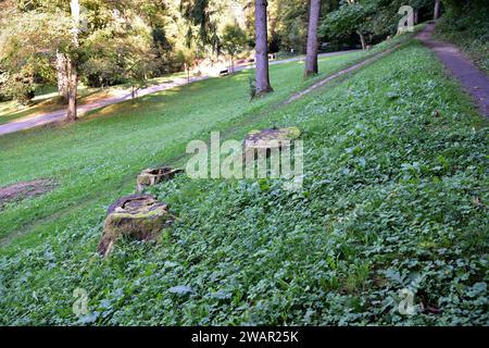 Alte verfaulte Baumstümpfe von Bäumen, die auf einer grünen Wiese gefällt wurden Stockfoto