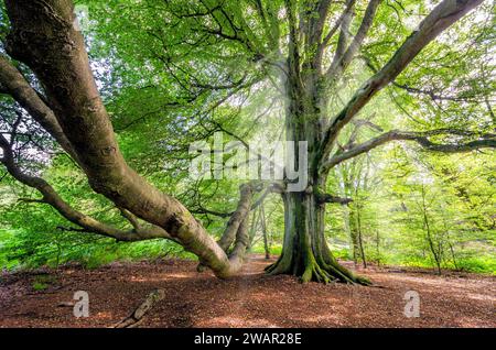 Mystische alte rustikale Buche mit großem Ast im Sababurger Urwald, Deutschland Stockfoto