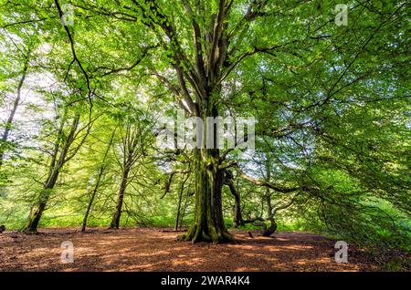 Alte Buche im Sababurger Urwald Stockfoto