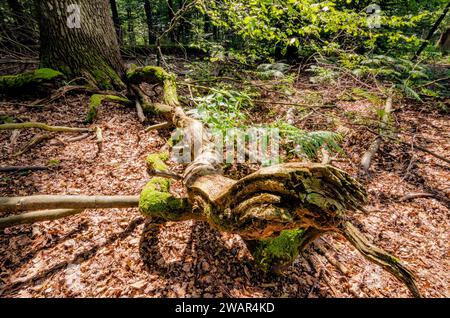 Deadwood im Naturpark Sababurg Urwald, Deutschland Stockfoto