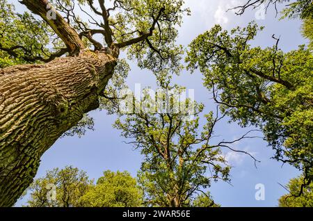 Baumkronen alter knorriger Eichen, Sababurger Urwald - Deutschland Stockfoto